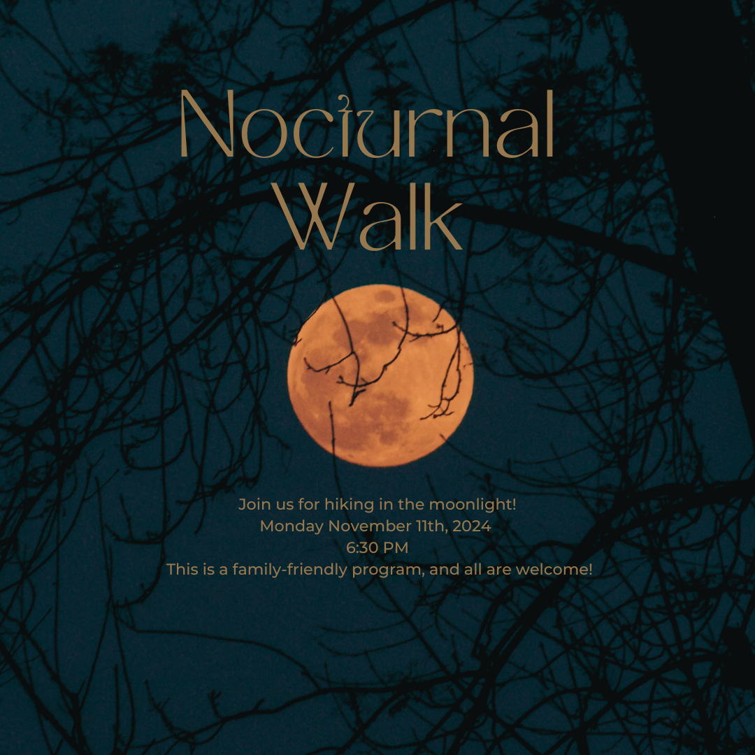 Nocturnal Walk - logo